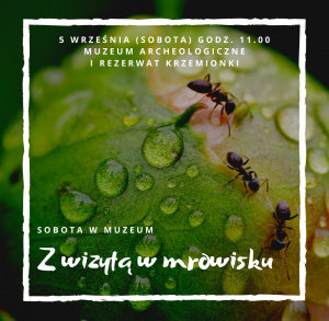 Z wizytą w mrowisku